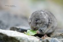 Campagnol des neiges, Chionomys nivalis, European Snow Vole, France, Matthieu Berroneau, eating, nourriture, repas