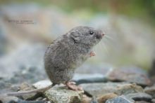 Campagnol des neiges, Chionomys nivalis, European Snow Vole, France, Matthieu Berroneau, eating, nourriture, repas