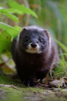 Vison d'Europe, Mustela lutreola, European Mink, Matthieu Berroneau, France