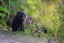 Vison d'Europe, Mustela lutreola, European Mink, Matthieu Berroneau, France