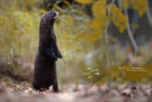 Vison d'Europe, Mustela lutreola, European Mink, Matthieu Berroneau, France