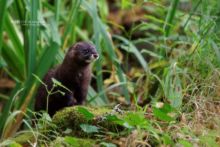 Vison d'Europe, Mustela lutreola, European Mink, Matthieu Berroneau, France