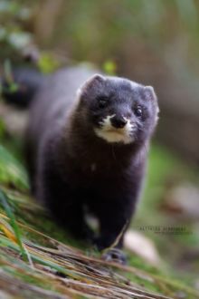 Vison d'Europe, Mustela lutreola, European Mink, Matthieu Berroneau, France