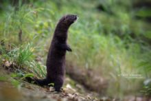 Vison d'Europe, Mustela lutreola, European Mink, Matthieu Berroneau, France