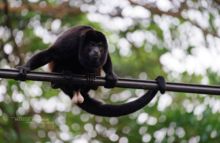 Alouatta caraya, Hurleur noir, Black Howling Monkey, Costa Rica, Matthieu Berroneau