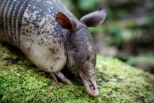 Dasypus novemcinctus, Nine-banded armadillo, Tatou à neuf bandes, Costa Rica, Matthieu Berroneau