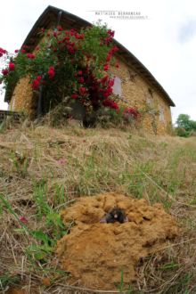 Taupe d'Aquitaine, Talpa aquitania, Aquitaine, Taupe d'Europe, France, Matthieu Berroneau, Aquitanian mole