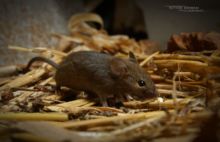 Mus musculus, Souris grise, Souris domestique, Matthieu Berroneau