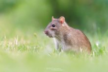 Rattus norvegicus, Rat surmulot, Brown rat, France, Matthieu Berroneau