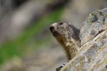 Marmotte des Alpes, Marmota marmota, Alpine marmot, France, Matthieu Berroneau