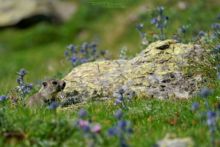 Marmotte des Alpes, Marmota marmota, Alpine marmot, France, Matthieu Berroneau