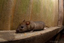 Rattus norvegicus, Rat surmulot, Brown rat, France, Matthieu Berroneau, young, juvenile