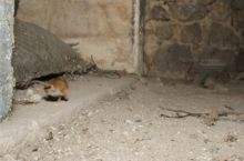 Mulot sylvestre, Apodemus sylvaticus, Wood mouse, France, Matthieu Berroneau, fuite, nuit, run, night