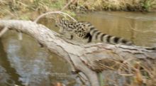 Genette d'Europe, Common Genet, Genetta genetta, France, Matthieu Berroneau