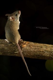 Mus musculus, Souris grise, Souris domestique, Matthieu Berroneau