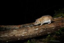 Rattus norvegicus, Rat surmulot, Brown rat, France, Matthieu Berroneau