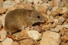 Souris d'Afrique du Nord, Mus spretus, spain, espagne, espana, Algerian mouse, Western Mediterranean mouse