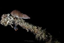 Crocidure musette, Crocidura russula, Greater White-toothed Shrew, France, musaraigne, Matthieu Berroneau, France, nuit, night, dark