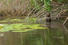 Loutre géante d'Amazonie, Pteronura brasiliensis, Guyane, french guiana, Matthieu Berroneau, Amazonian Giant Otter