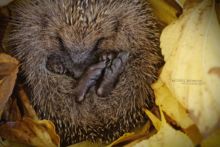 Hérisson d'Europe, Erinaceus europaeus, European Hedgehog, France, Matthieu Berroneau, winter, hiver, hivernation, hibernation, leaf, feuille morte, dead leaf