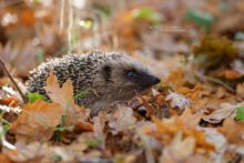 Hérisson d'Europe, Erinaceus europaeus, European Hedgehog, France, Matthieu Berroneau