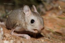 Gerboise du désert, Jaculus jaculus, Lesser Egyptian jerboa, Morocco, Maroc, Matthieu Berroneau