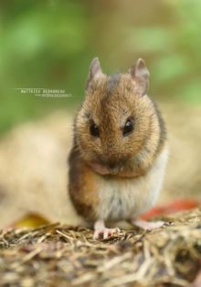 Mulot sylvestre, Apodemus sylvaticus, Wood mouse, France, Matthieu Berroneau, toilette, nettoyage, clean, cleaning