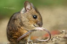 Mulot sylvestre, Apodemus sylvaticus, Wood mouse, France, Matthieu Berroneau, toilette, nettoyage, clean, cleaning