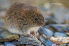 Field Vole, Microtus agrestis, Campagnol agreste, Matthieu Berroneau