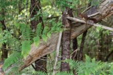 Ecureuil roux, Sciurus vulgaris, Red Squirrel, France, Matthieu Berroneau