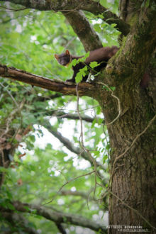 Martre d'Europe, Martes martes, European Pin Marten, France, Martre des pins, Matthieu Berroneau, arbre