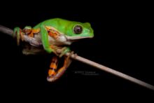 Pithecopus azureus, Brésil, Southern Orange-legged Leaf Frog, Ranita Mono Chaqueña, Brazil, Matthieu Berroneau