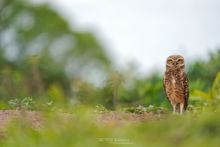 Athene cunicularia, Chevêche des terriers, Large-headed Burrowing Owl, Holenuil, Höhleneule, Coruja-Buraqueira, Lechucita de las vizcacheras, Murruco, Brazil, Brésil