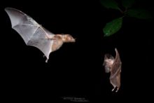 Anoura fistula, Tube-lipped nectar bat, Ecuador, Equateur, Matthieu Berroneau