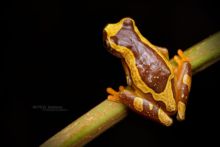 Dendropsophus ebraccatus, Equateur, Ecuador, Hourglass Treefrog, Rana reloj de arena, Matthieu Berroneau
