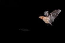 Anoura fistula, Tube-lipped nectar bat, Ecuador, Equateur, Matthieu Berroneau