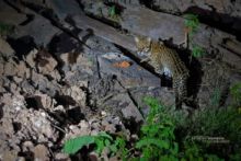 Leopardus pardalis, Brésil, Brazil, ocelot, Matthieu Berroneau