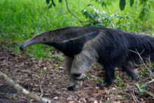 Myrmecophaga tridactyla, Brésil, Brazil, Matthieu Berroneau, Tamanduá-bandeira, fourmilier géant, giant anteater