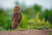 Athene cunicularia, Chevêche des terriers, Large-headed Burrowing Owl, Holenuil, Höhleneule, Coruja-Buraqueira, Lechucita de las vizcacheras, Murruco, Brazil, Brésil