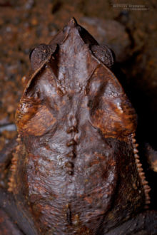 Sharp-nosed Toad, Rhinella dapsillis, Equateur, Ecuador, Matthieu Berroneau, sapo orejón