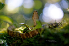 Bothrops taeniatus, Speckled Forest Pit Viper, Ecuador, Matthieu Berroneau, Equateur