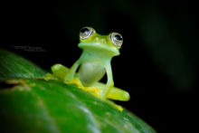 Sachatamia ilex, Equateur, Ecuador, Limon Giant Glass Frog, Matthieu Berroneau