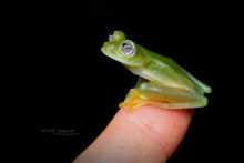 Sachatamia ilex, Equateur, Ecuador, Limon Giant Glass Frog, Matthieu Berroneau, doigt, main, finger, hand