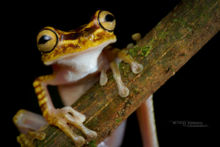 Imbabura Tree Frog, Rana Arbórea Colorida, Boana picturata, Equateur, Ecuador