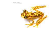 Imbabura Tree Frog, Rana Arbórea Colorida, Boana picturata, Equateur, Ecuador, fond blanc, white background