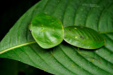 Choeradodis rhombicollis, Equateur, Ecuador, Mantis de escudo, Peruvian Shield Mantis, Matthieu Berroneau