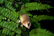 Marmosops, Equateur, Ecuador, Matthieu Berroneau