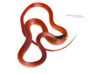 Yellow-headed Flame-Snake, Ecuador