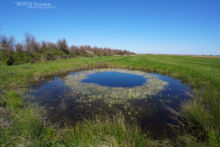 Pelophylax, Pelophylax perezi, grenouille verte, Grenouille de Pérez, Perez frog, Matthieu Berroneau, habitat, milieu, pond, mare, marsh, marais