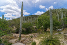 Western Black-Tailed Rattlesnake, Crotalus molossus oaxacus, Mexique, Mexico, Matthieu Berroneau, habitat, milieu, landscape